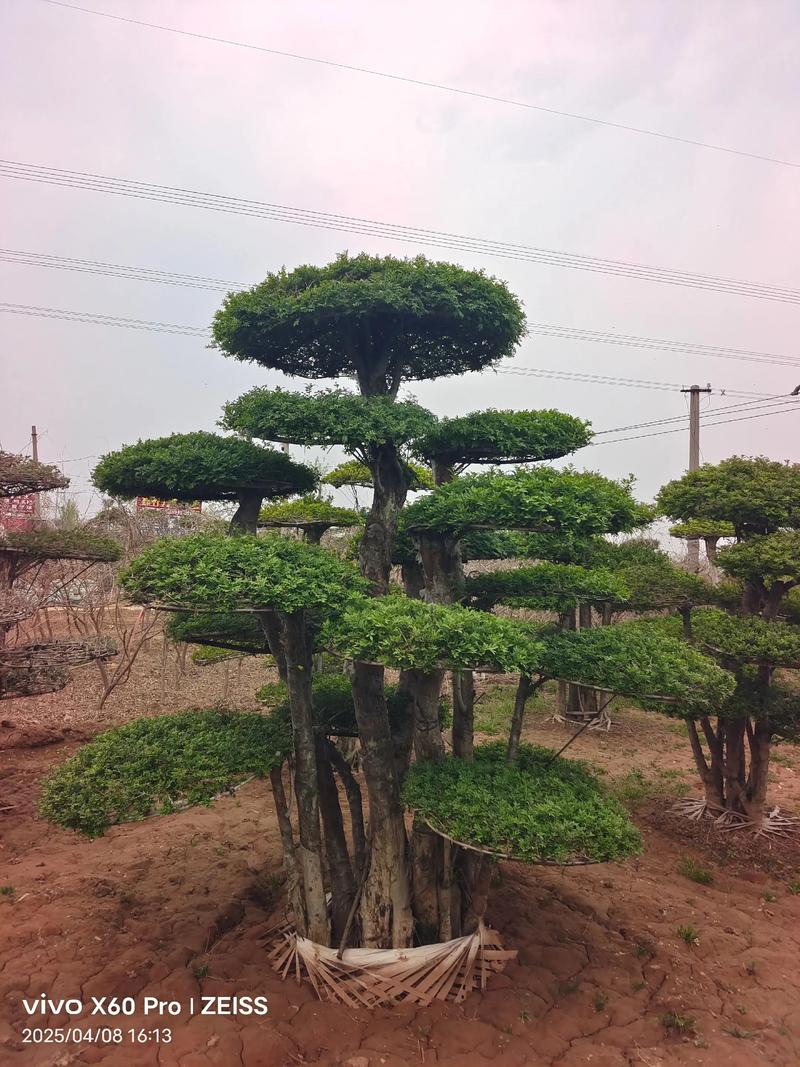 小对节白蜡怎么造型,对节白蜡小苗造型技巧-第7张图片-优品飞百科 小对节白蜡怎么造型,对节白蜡小苗造型技巧-第7张图片-优品飞百科