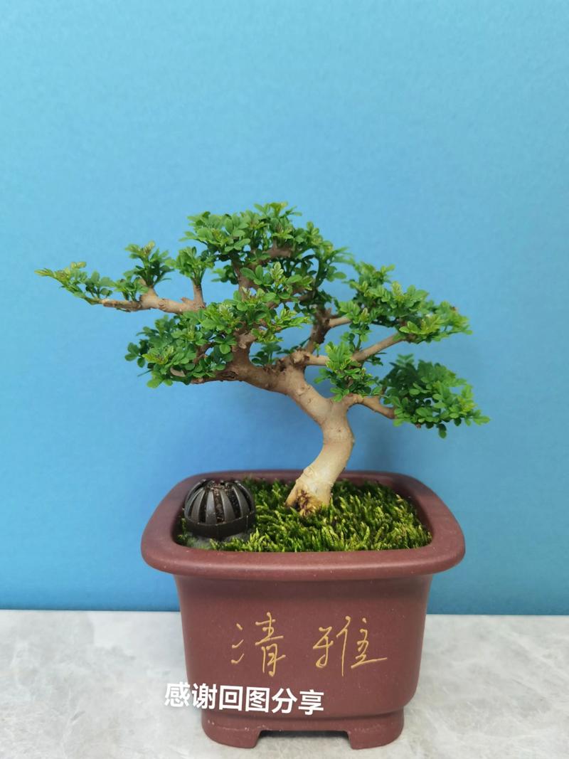 小对节白蜡怎么造型,对节白蜡小苗造型技巧-第8张图片-优品飞百科 小对节白蜡怎么造型,对节白蜡小苗造型技巧-第8张图片-优品飞百科