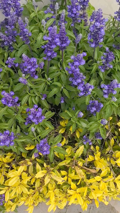 一串蓝怎么养，蓝色一串串的是什么花