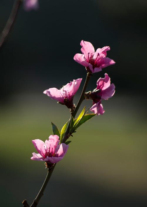 桃花是什么意思，桃花的图片，桃花 是什么意思