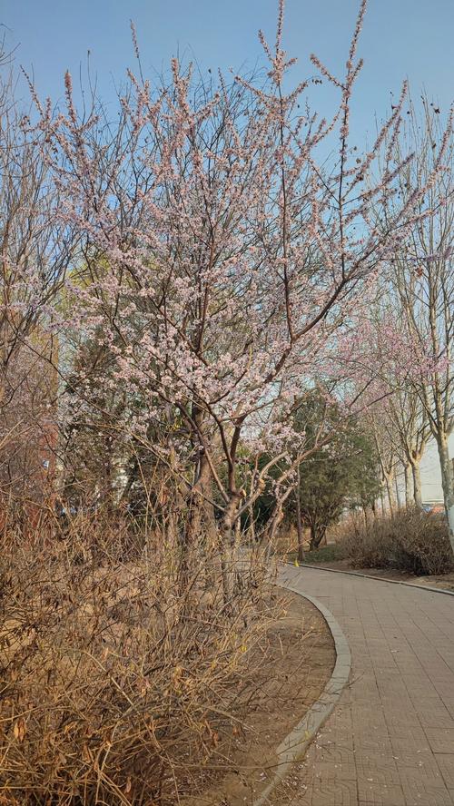 桃花是什么意思，桃花的图片，桃花 是什么意思-第3张图片-优品飞百科