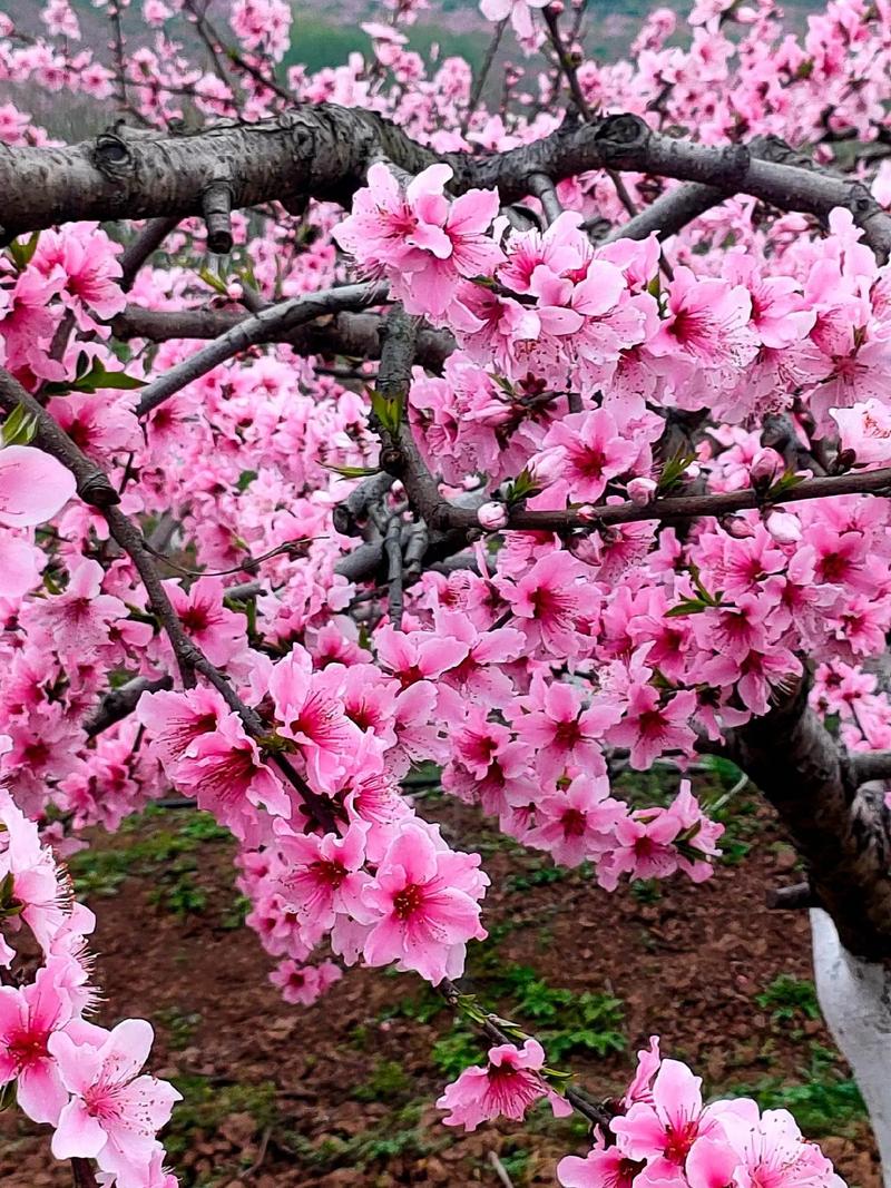 桃花是什么意思，桃花的图片，桃花 是什么意思-第5张图片-优品飞百科