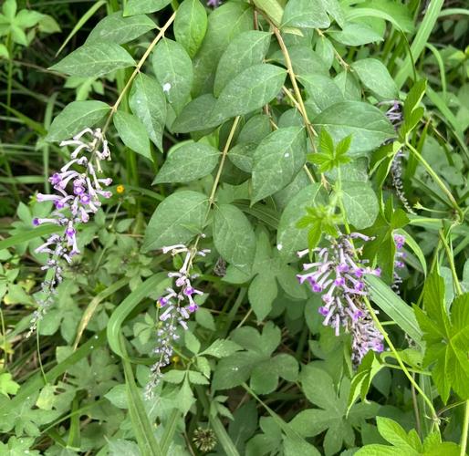 醉鱼草分布在哪，有什么功效和作用，醉鱼草长什么样子有什么特征?？