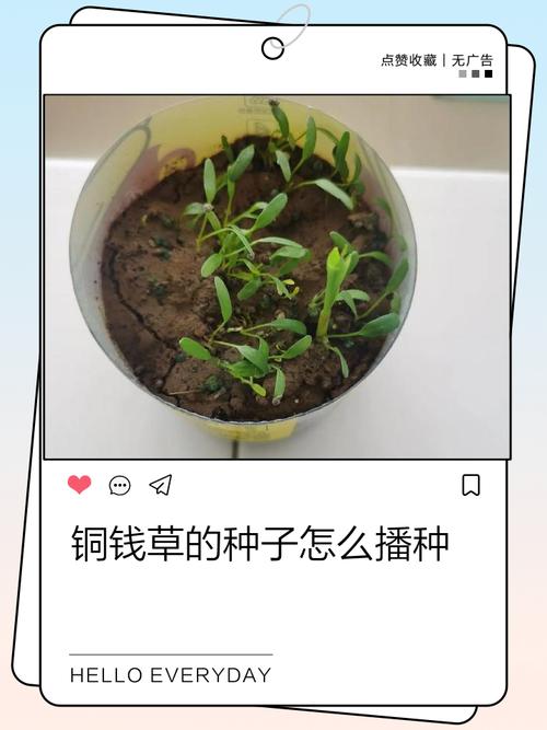 铜钱草怎么种，铜钱草怎么种在水里