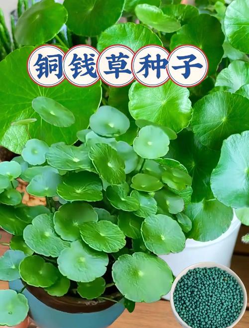 铜钱草怎么种,铜钱草怎么种在水里-第2张图片-优品飞百科 铜钱草怎么种,铜钱草怎么种在水里-第2张图片-优品飞百科