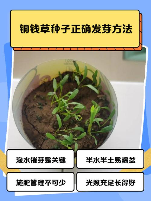 铜钱草怎么种,铜钱草怎么种在水里-第3张图片-优品飞百科 铜钱草怎么种,铜钱草怎么种在水里-第3张图片-优品飞百科