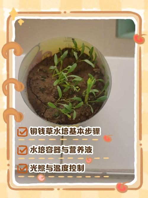 铜钱草怎么种,铜钱草怎么种在水里-第4张图片-优品飞百科 铜钱草怎么种,铜钱草怎么种在水里-第4张图片-优品飞百科