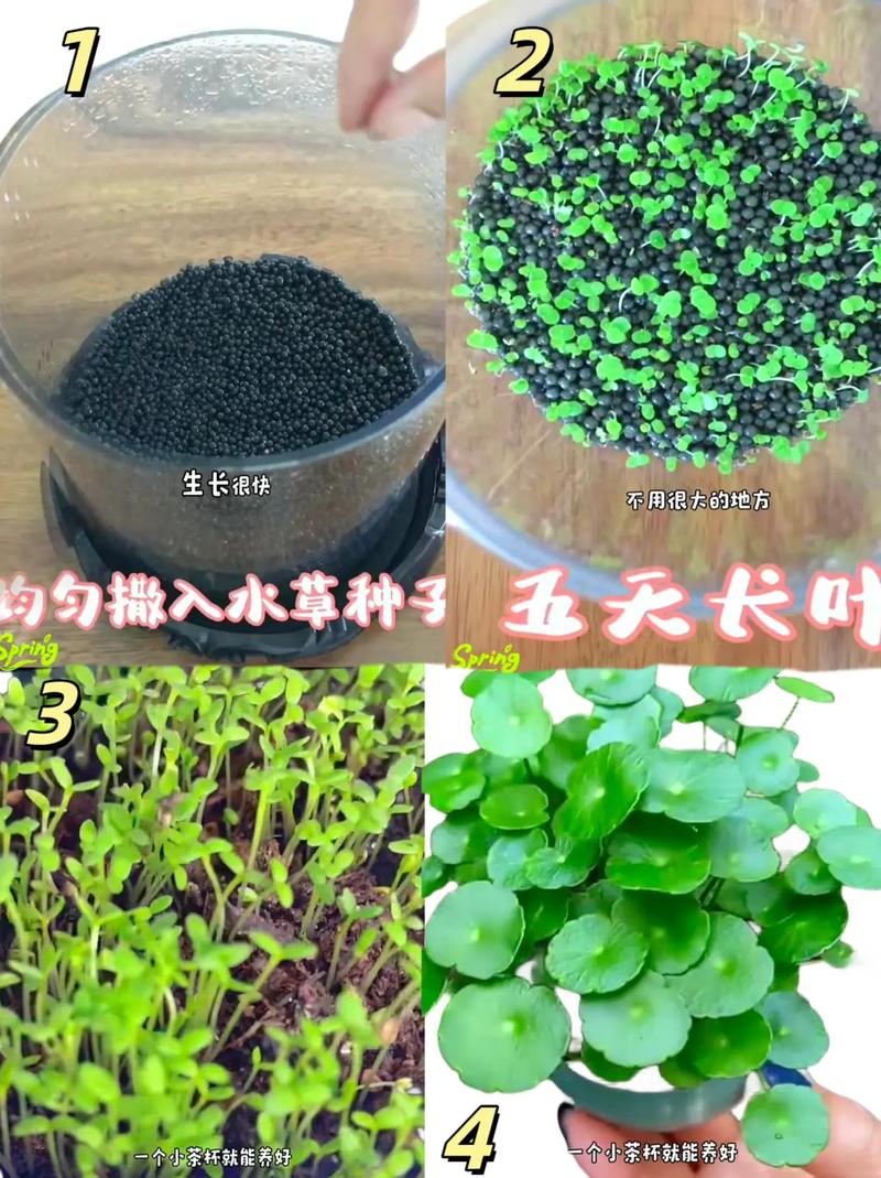 铜钱草怎么种,铜钱草怎么种在水里-第6张图片-优品飞百科 铜钱草怎么种,铜钱草怎么种在水里-第6张图片-优品飞百科