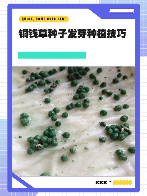 铜钱草怎么种,铜钱草怎么种在水里-第7张图片-优品飞百科 铜钱草怎么种,铜钱草怎么种在水里-第7张图片-优品飞百科