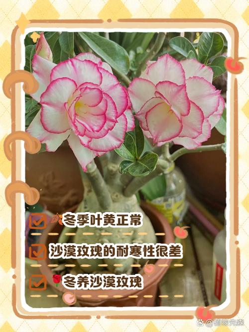 玫瑰花烂心怎么办，玫瑰花心腐烂原因