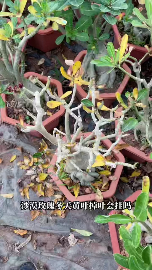 玫瑰花烂心怎么办，玫瑰花心腐烂原因-第2张图片-优品飞百科