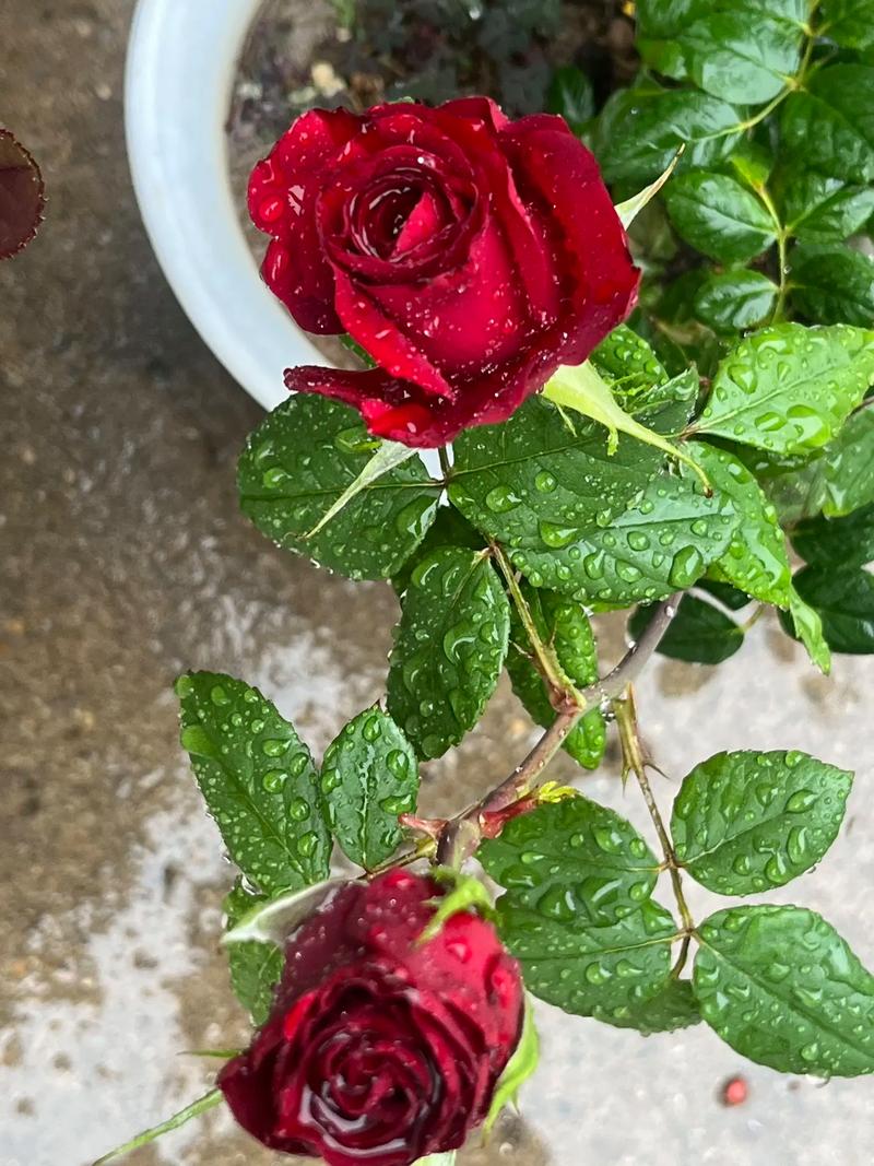 玫瑰花烂心怎么办，玫瑰花心腐烂原因-第3张图片-优品飞百科