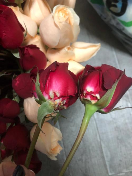 玫瑰花烂心怎么办，玫瑰花心腐烂原因-第4张图片-优品飞百科