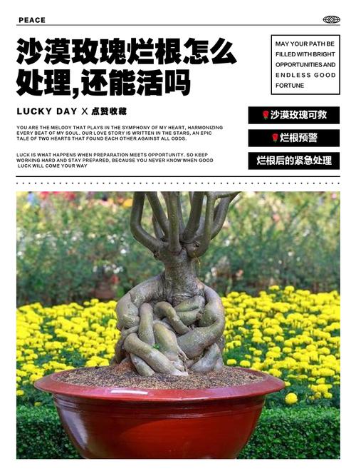 玫瑰花烂心怎么办，玫瑰花心腐烂原因-第6张图片-优品飞百科