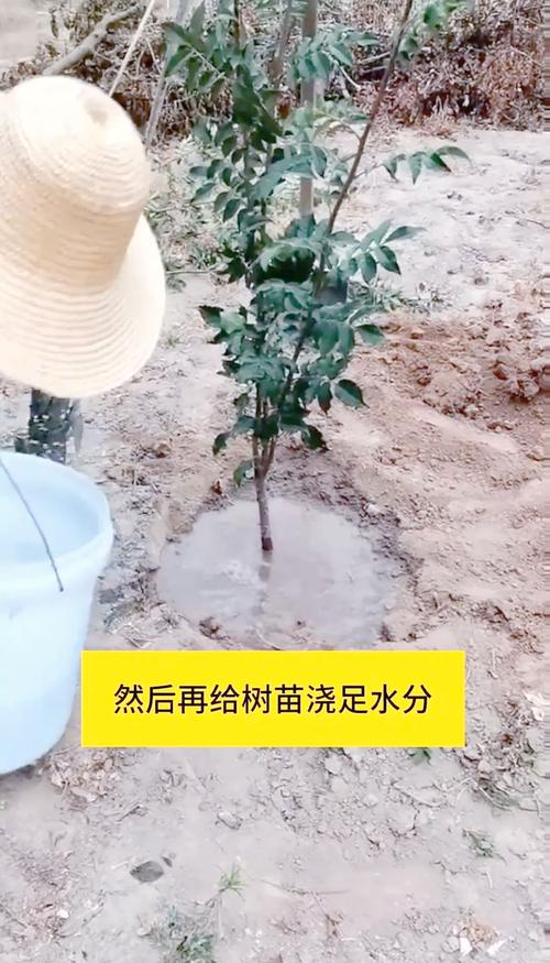 花椒的养殖方法和注意事项，花椒养殖技术-第4张图片-优品飞百科