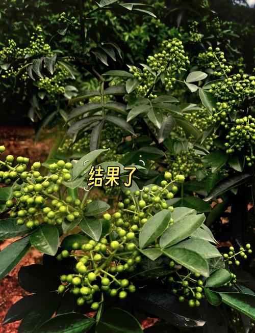 花椒的养殖方法和注意事项，花椒养殖技术-第6张图片-优品飞百科