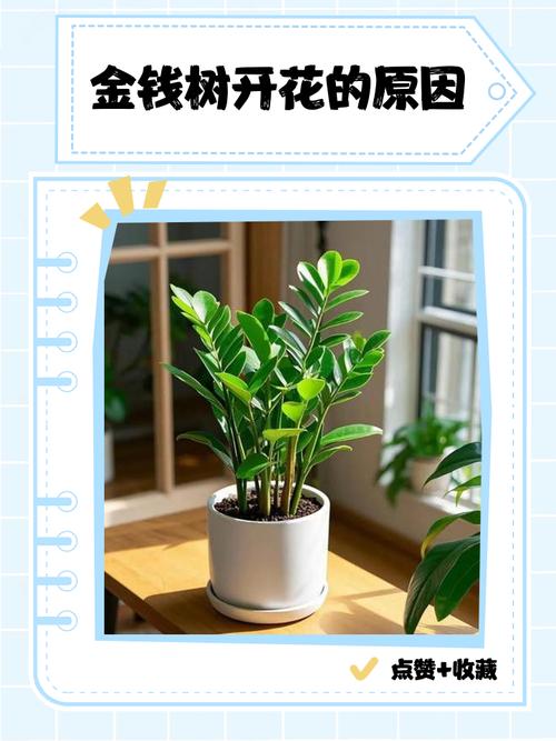 金钱树开花是吉兆吗，金钱树开花吗?金钱树开花是什么预兆呢?