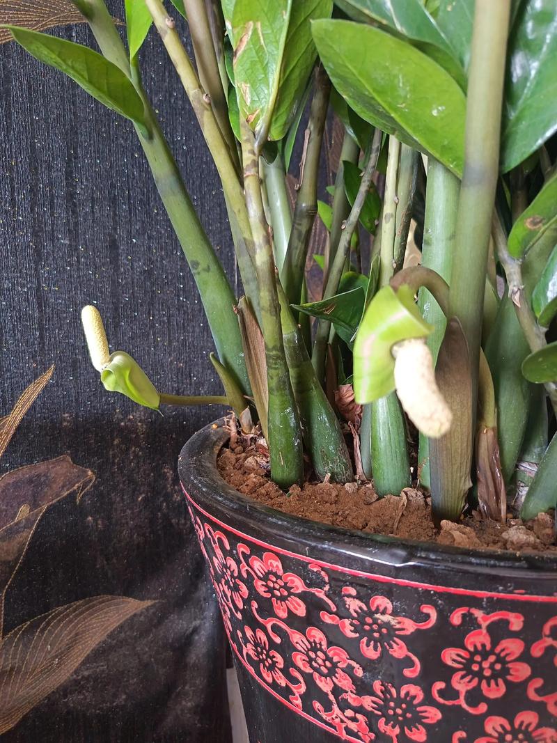 金钱树开花是吉兆吗，金钱树开花吗?金钱树开花是什么预兆呢?-第2张图片-优品飞百科