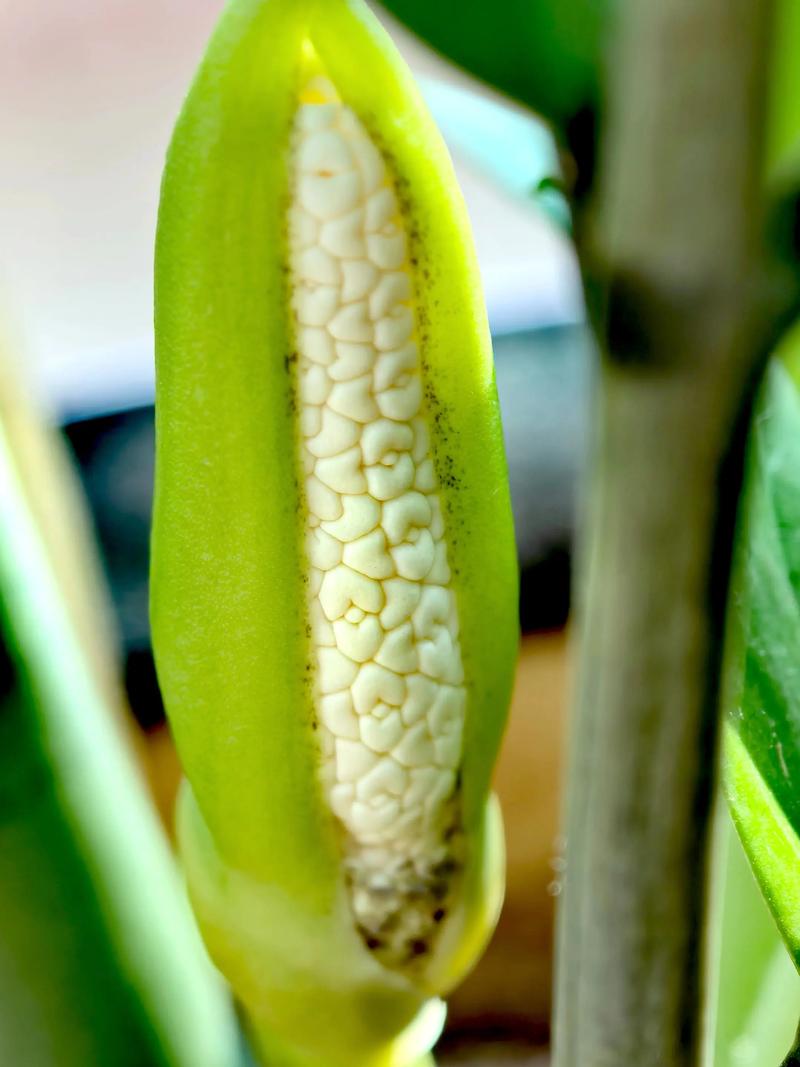 金钱树开花是吉兆吗，金钱树开花吗?金钱树开花是什么预兆呢?-第3张图片-优品飞百科