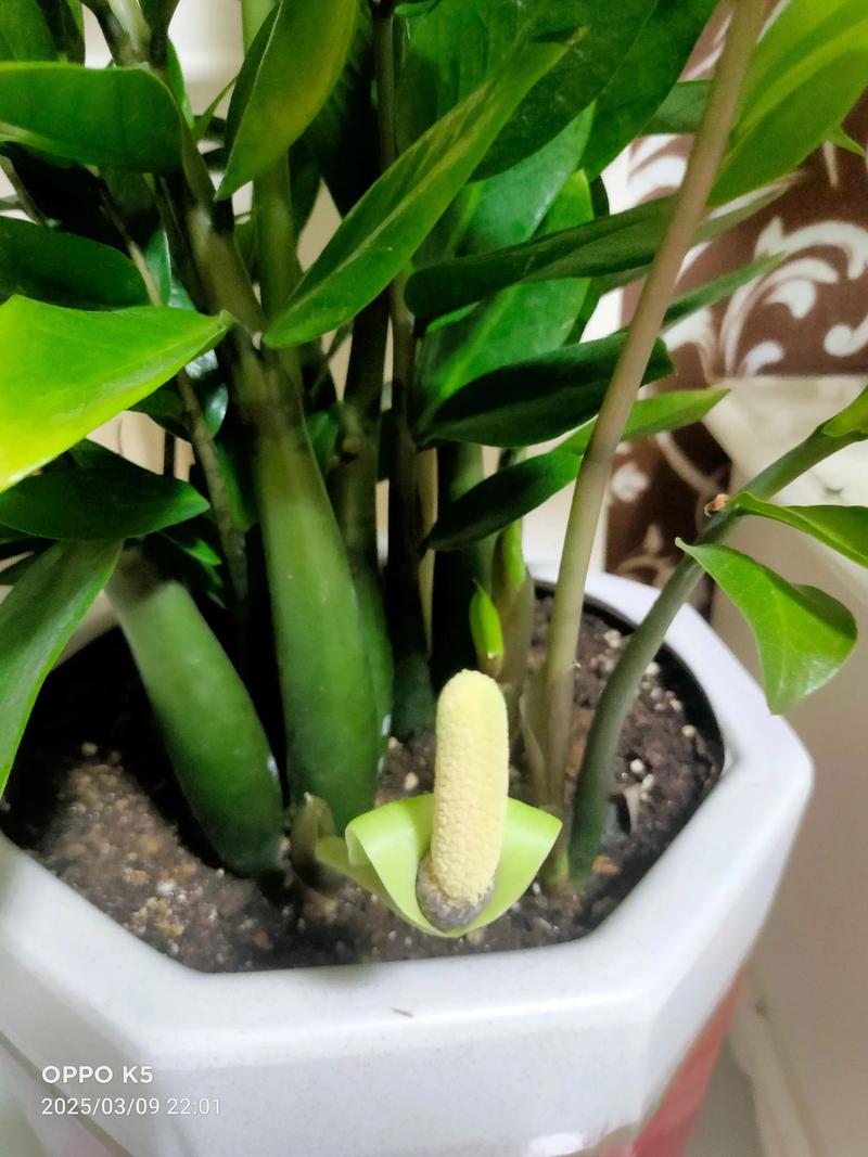 金钱树开花是吉兆吗，金钱树开花吗?金钱树开花是什么预兆呢?-第4张图片-优品飞百科