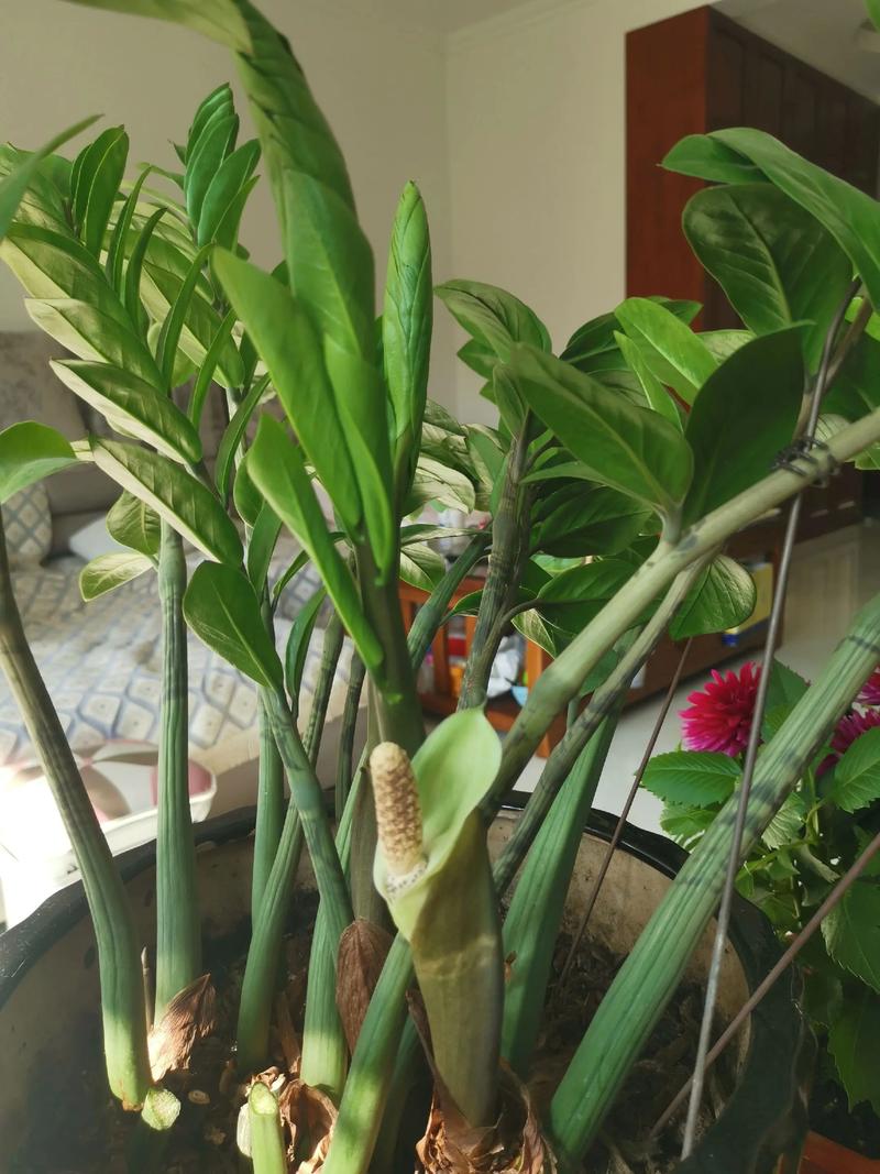 金钱树开花是吉兆吗，金钱树开花吗?金钱树开花是什么预兆呢?-第5张图片-优品飞百科