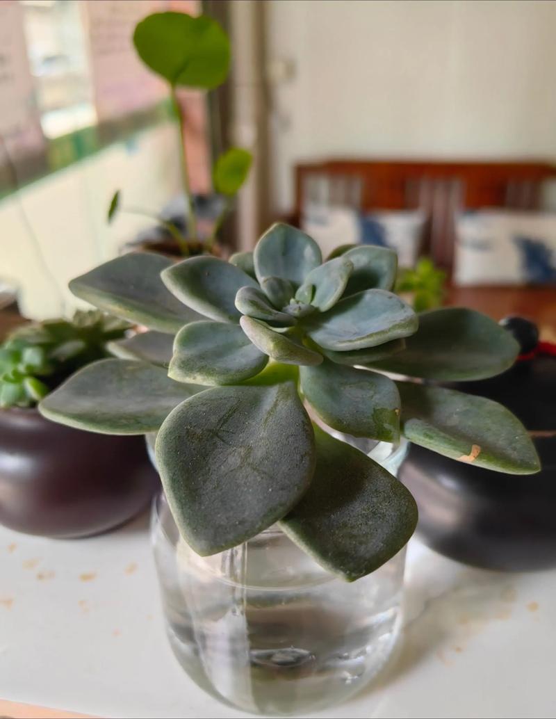 多肉冬天套矿泉水瓶好吗，多肉冬天用塑料盆好不好？