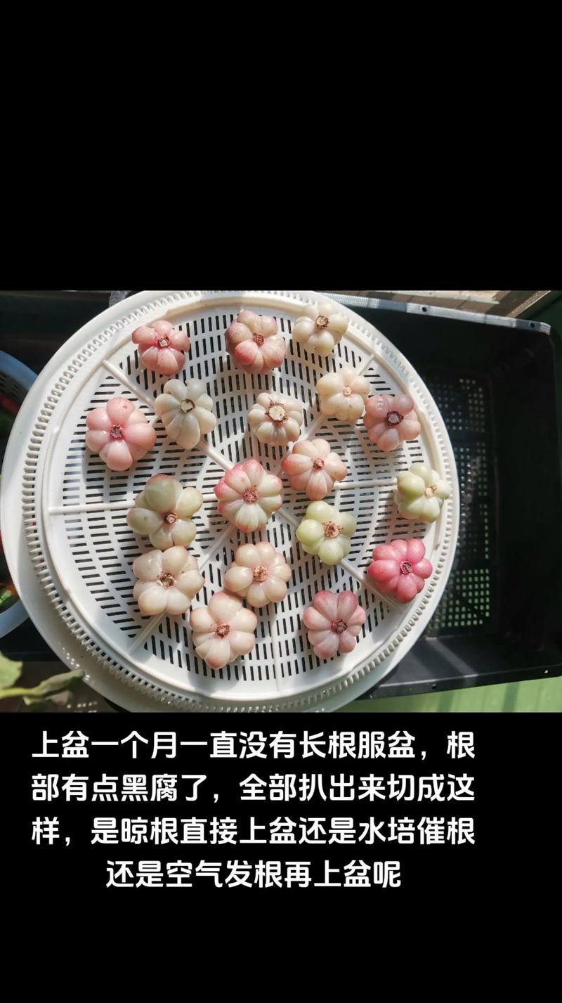 多肉冬天套矿泉水瓶好吗，多肉冬天用塑料盆好不好？-第3张图片-优品飞百科