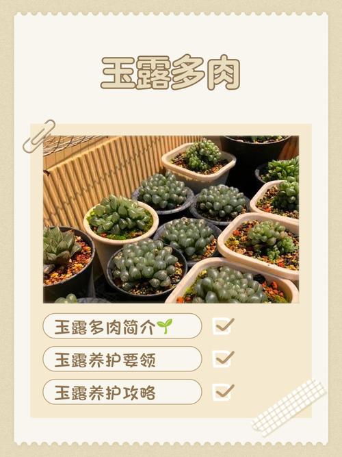 多肉冬天套矿泉水瓶好吗，多肉冬天用塑料盆好不好？-第4张图片-优品飞百科