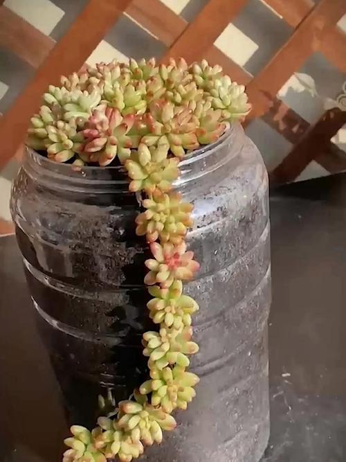 多肉冬天套矿泉水瓶好吗，多肉冬天用塑料盆好不好？-第5张图片-优品飞百科
