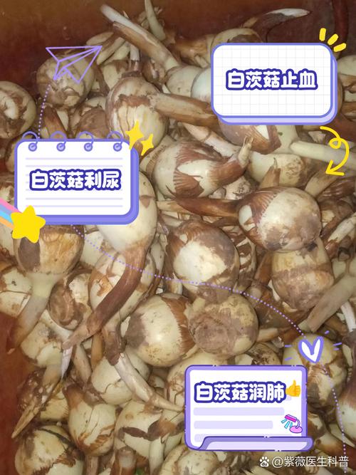 茨菰的养殖方法和注意事项，茨菇种植技术与栽培管理-第4张图片-优品飞百科