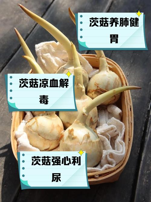 茨菰的养殖方法和注意事项，茨菇种植技术与栽培管理-第6张图片-优品飞百科