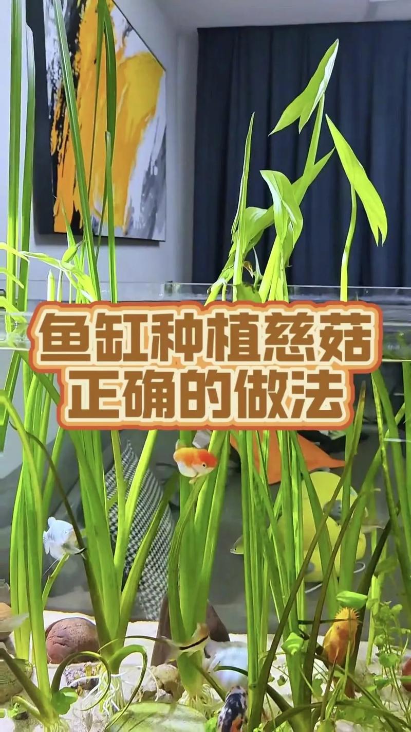 茨菰的养殖方法和注意事项，茨菇种植技术与栽培管理-第7张图片-优品飞百科