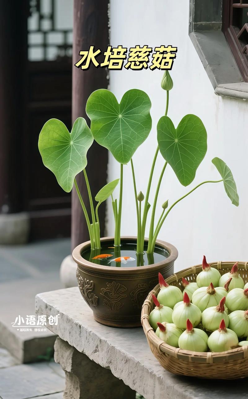 茨菰的养殖方法和注意事项，茨菇种植技术与栽培管理-第8张图片-优品飞百科