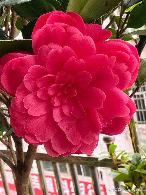 茶花怕太阳晒吗，茶花耐暴晒吗？