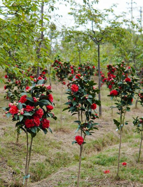 茶花怕太阳晒吗，茶花耐暴晒吗？-第2张图片-优品飞百科