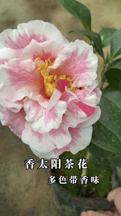 茶花怕太阳晒吗，茶花耐暴晒吗？-第3张图片-优品飞百科
