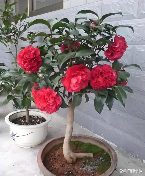 茶梅的养殖方法和注意事项？日本茶梅的养殖方法和注意事项？