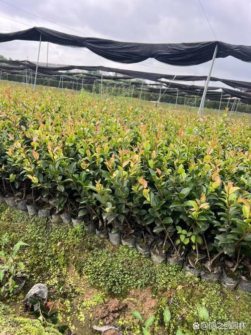 茶梅的养殖方法和注意事项?日本茶梅的养殖方法和注意事项?-第2张图片-优品飞百科 茶梅的养殖方法和注意事项?日本茶梅的养殖方法和注意事项?-第2张图片-优品飞百科