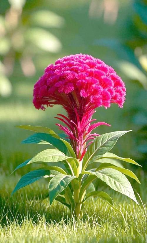 鸡冠花冬天养殖的禁忌，鸡冠花能越冬吗？