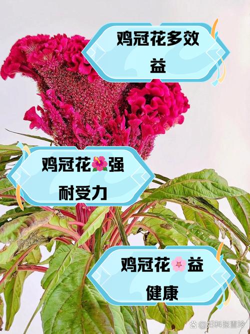 鸡冠花冬天养殖的禁忌，鸡冠花能越冬吗？-第2张图片-优品飞百科