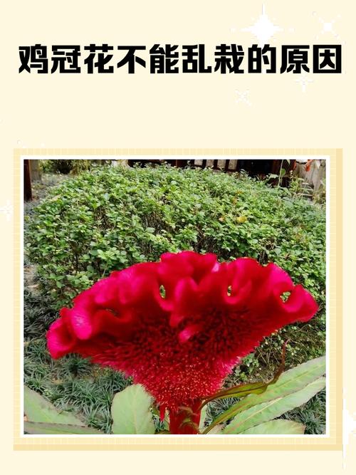 鸡冠花冬天养殖的禁忌，鸡冠花能越冬吗？-第4张图片-优品飞百科
