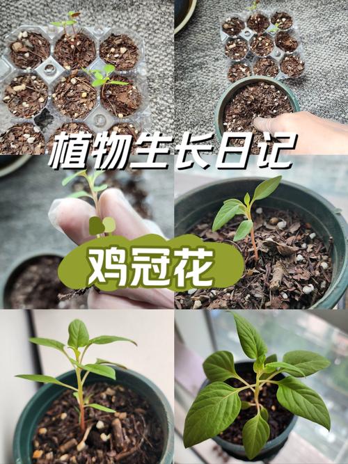 鸡冠花冬天养殖的禁忌，鸡冠花能越冬吗？-第5张图片-优品飞百科