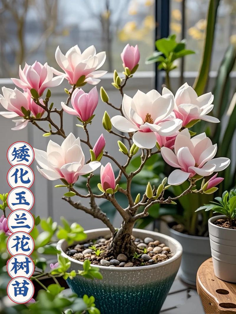 白玉兰种子种植方法？白玉兰种植方法和注意事项？