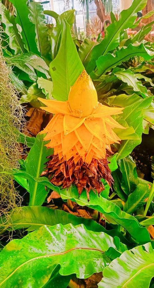 地涌金莲的养殖方法和注意事项，地涌金莲为什么不能随便养