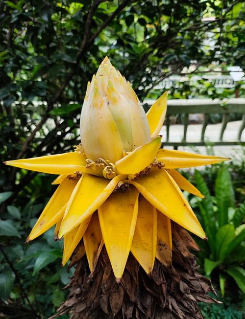 地涌金莲的养殖方法和注意事项，地涌金莲为什么不能随便养-第2张图片-优品飞百科