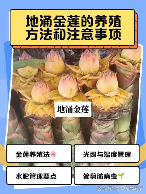 地涌金莲的养殖方法和注意事项，地涌金莲为什么不能随便养-第3张图片-优品飞百科