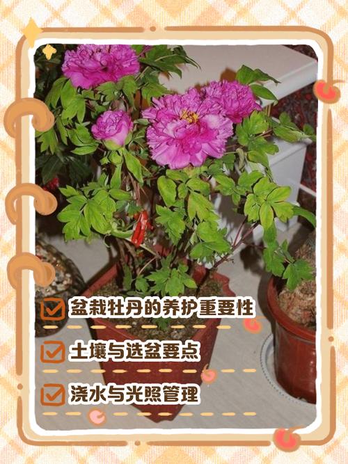 秋牡丹的养殖方法和注意事项？秋牡丹的养殖方法和注意事项有哪些？