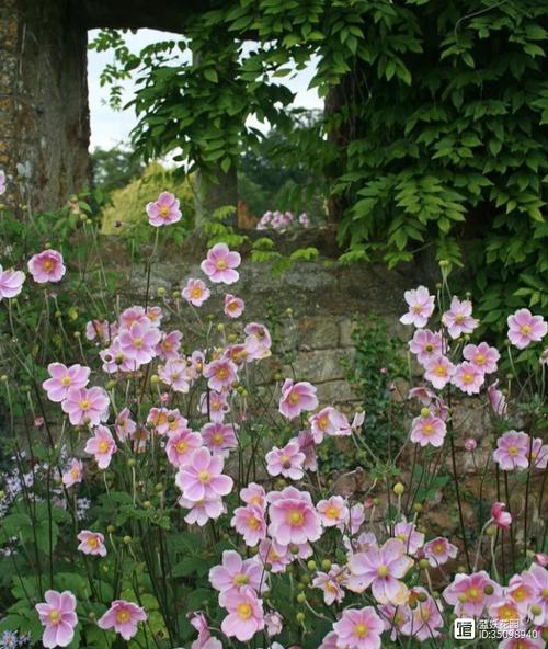 秋牡丹的养殖方法和注意事项？秋牡丹的养殖方法和注意事项有哪些？-第2张图片-优品飞百科