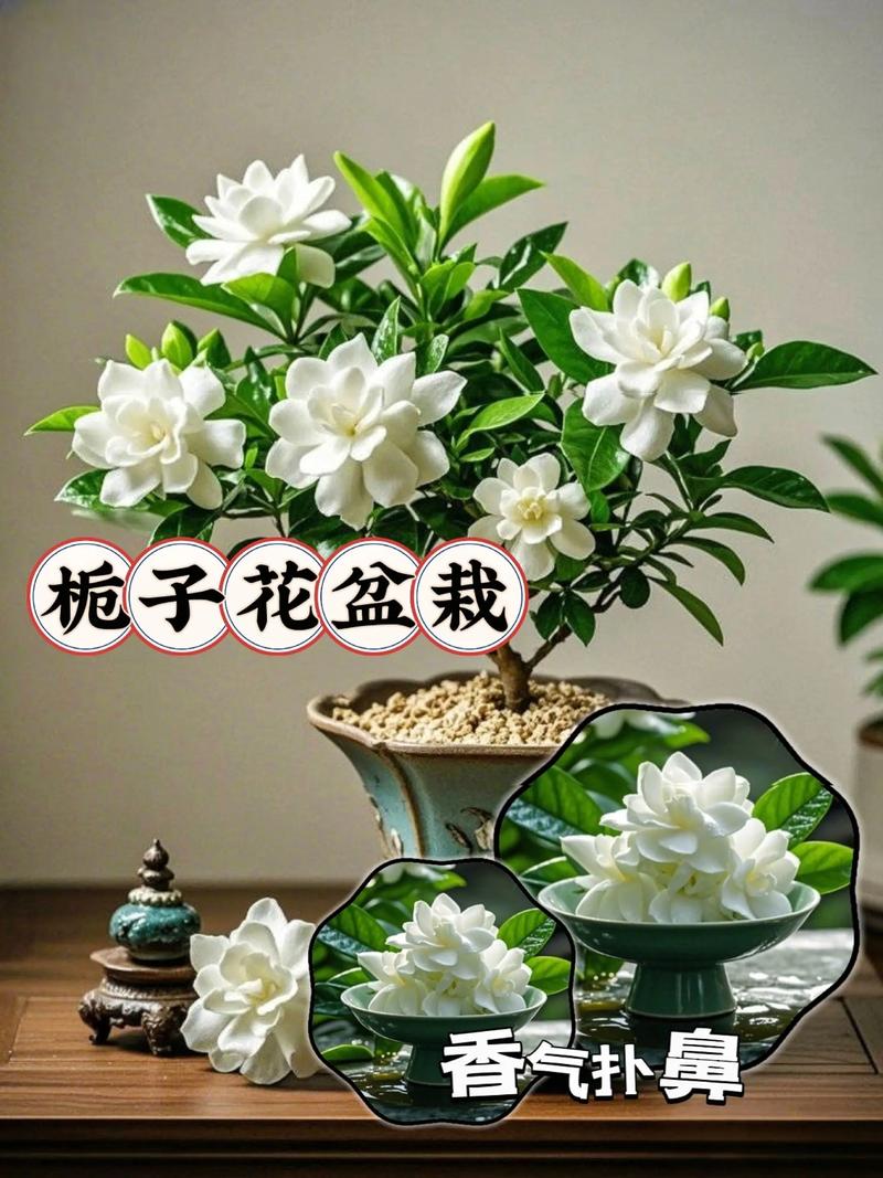 网购的栀子花为什么不活，栀子花为什么买回来就蔫了？