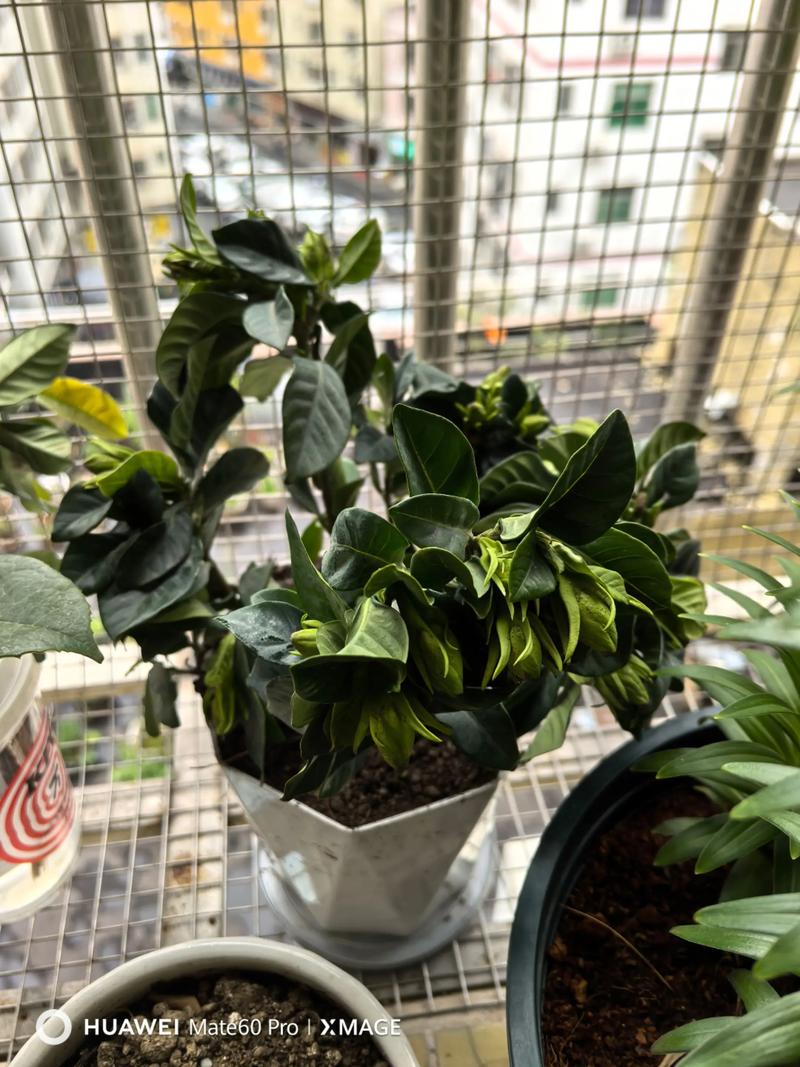 网购的栀子花为什么不活，栀子花为什么买回来就蔫了？-第2张图片-优品飞百科